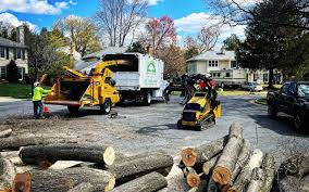 Best Root Management and Removal  in Falfurrias, TX