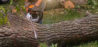 How Our Tree Care Process Works  in  Falfurrias, TX