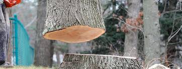 Best Hazardous Tree Removal  in Falfurrias, TX