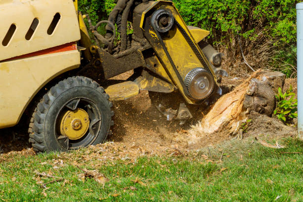 Best Lawn Watering Services  in Falfurrias, TX