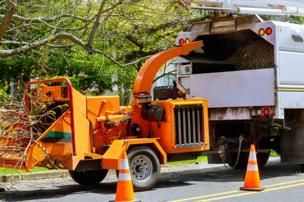 Best Tree Maintenance Programs  in Falfurrias, TX