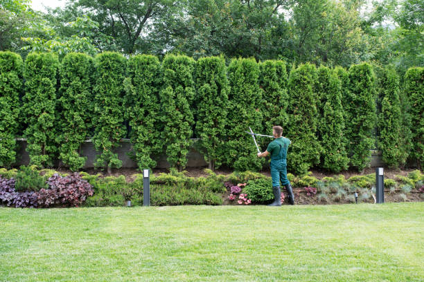 Best Landscape Design and Installation  in Falfurrias, TX