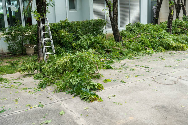 Lawn Pest Prevention in Falfurrias, TX