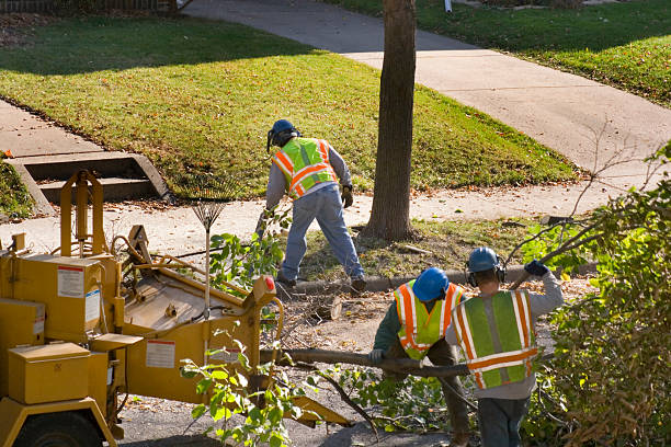 Organic Lawn Care Solutions in Falfurrias, TX
