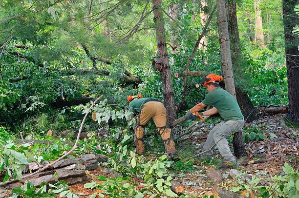 Best Lot and Land Clearing  in Falfurrias, TX