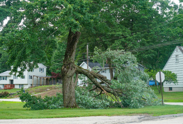 Best Leaf Removal  in Falfurrias, TX