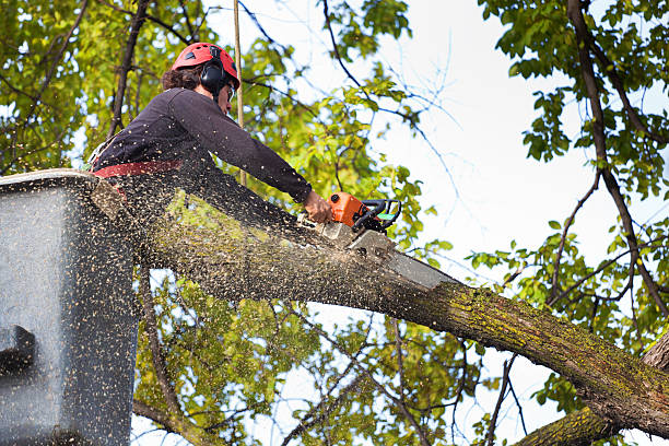 Professional Tree Services in Falfurrias, TX