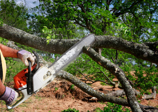 Best Stump Grinding and Removal  in Falfurrias, TX